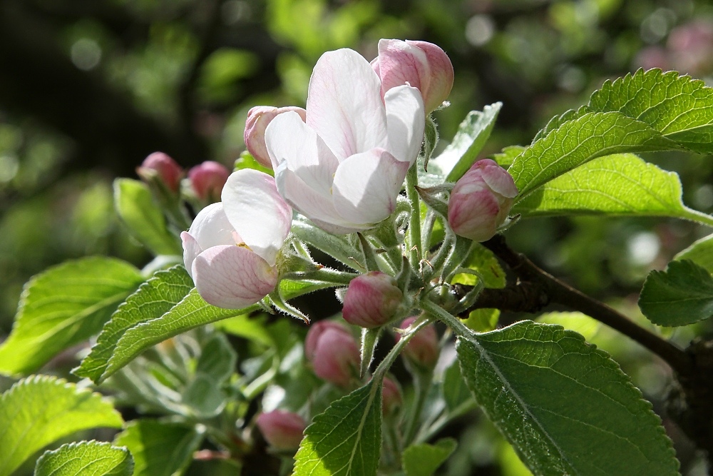 Apfelblüte