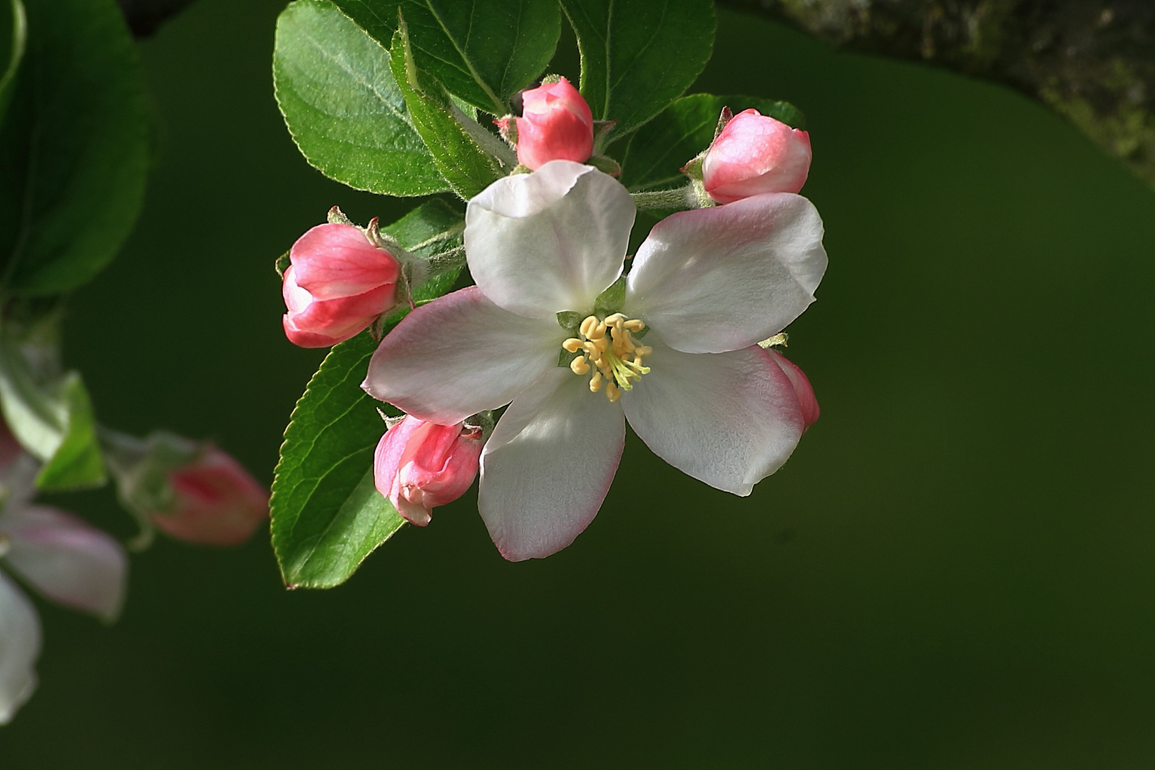 Apfelblüte