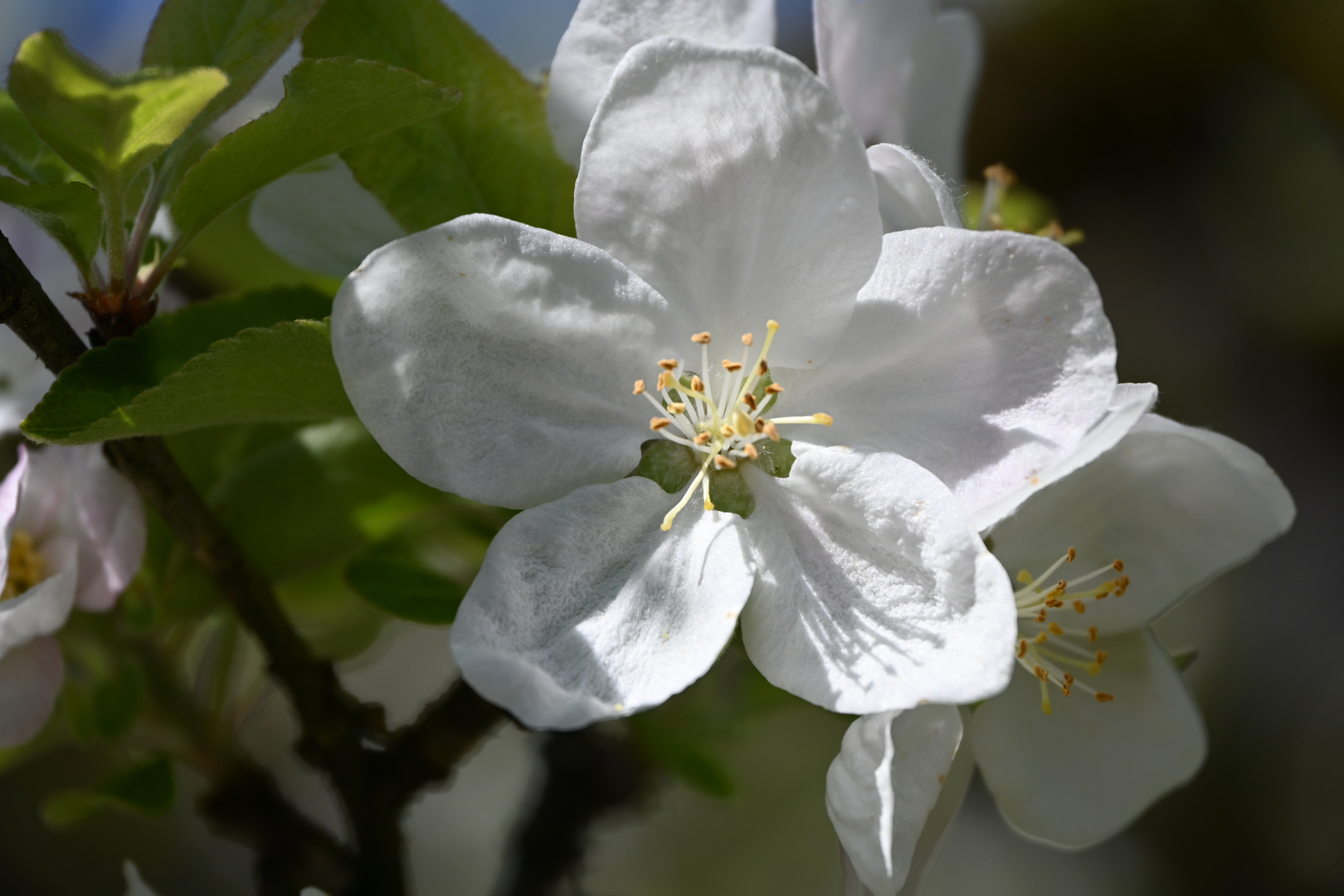 Apfelblüte