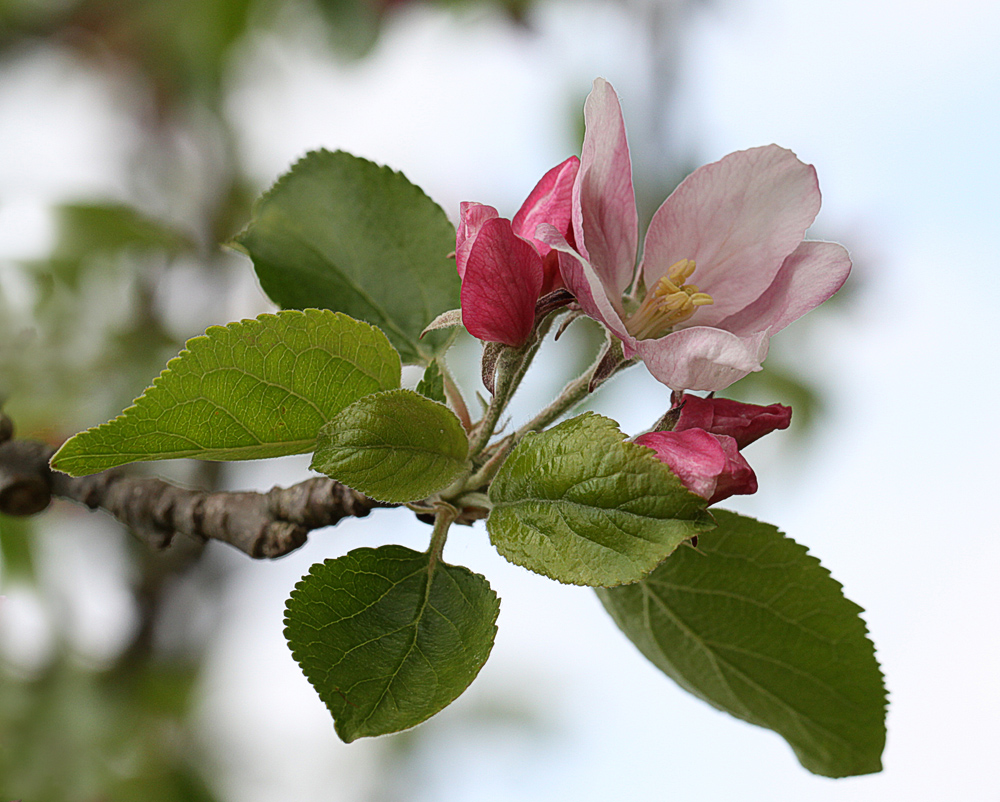 Apfelblüte