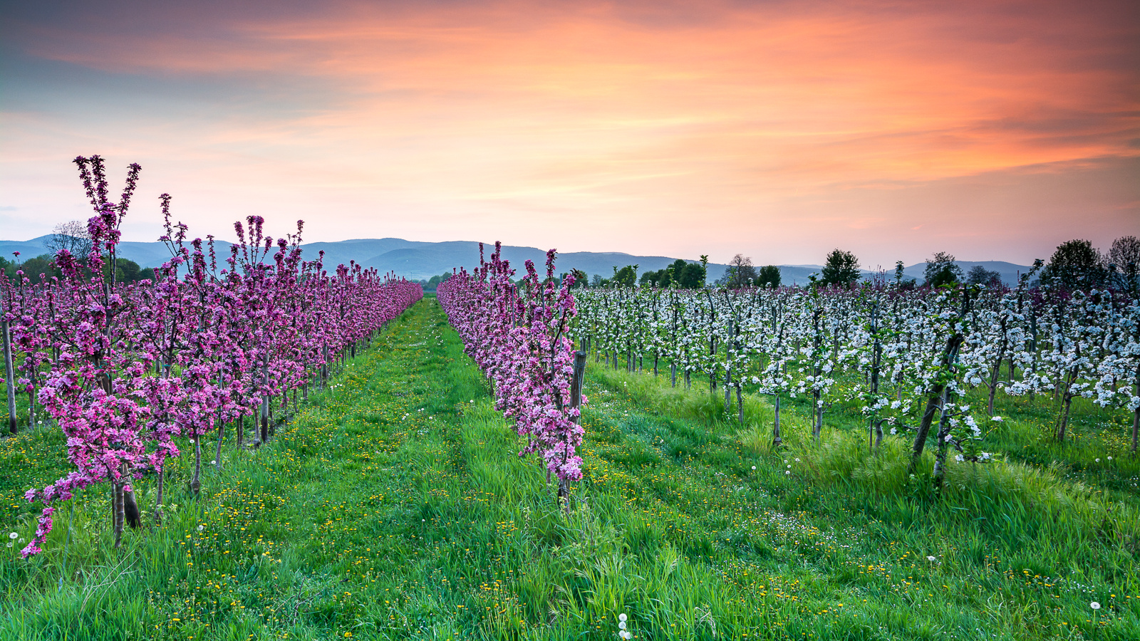 Apfelblüte