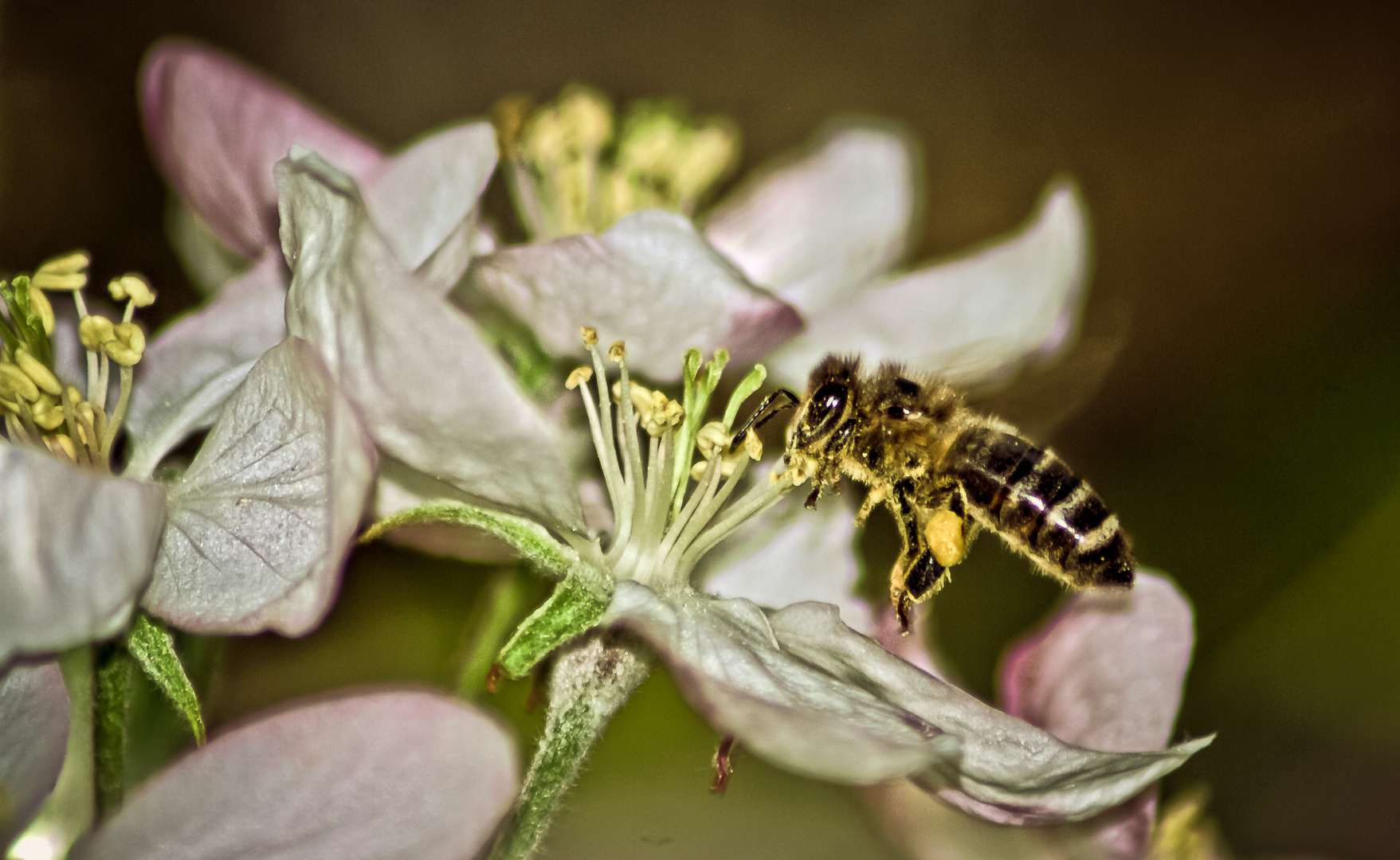 Apfelblüte