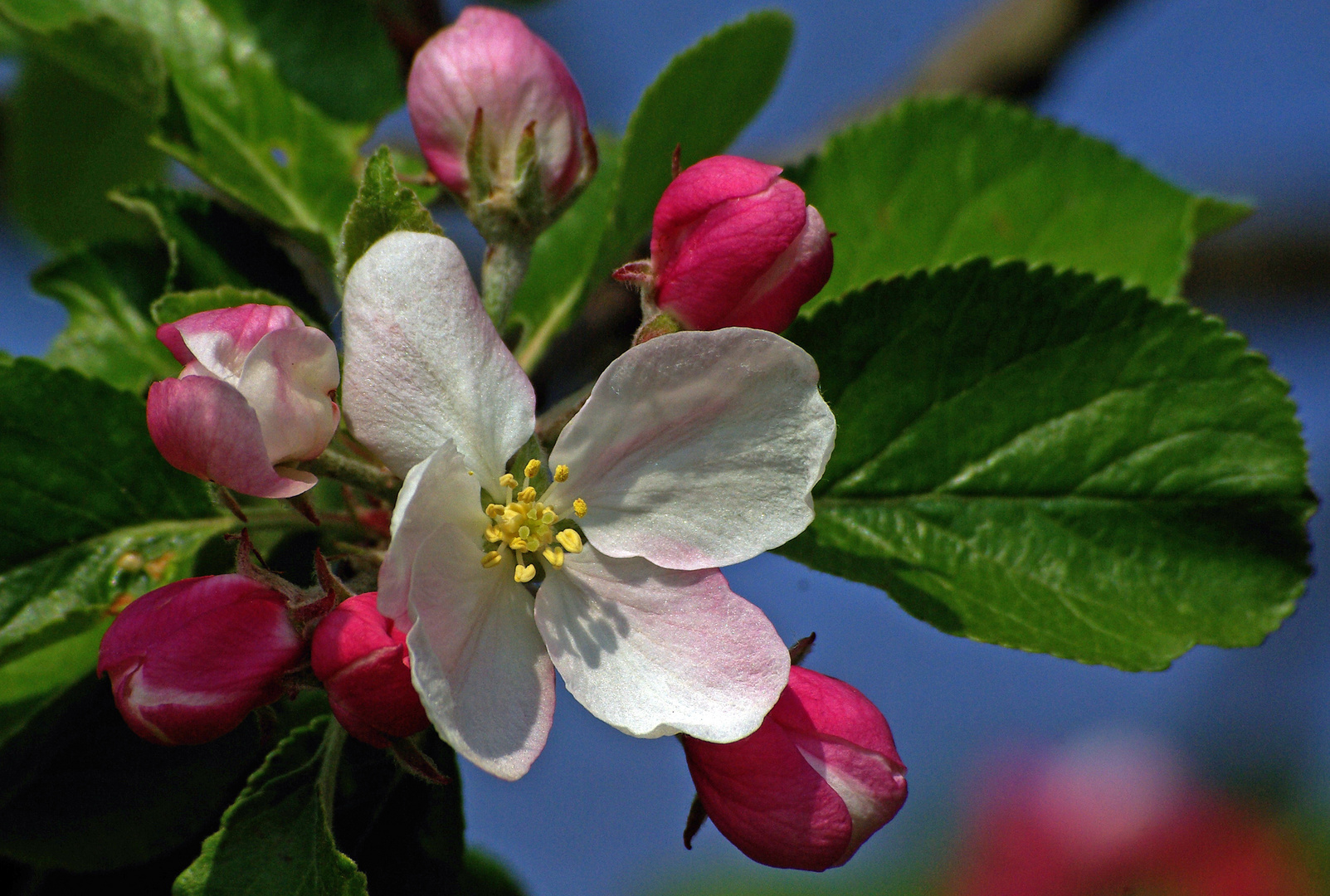 Apfelblüte