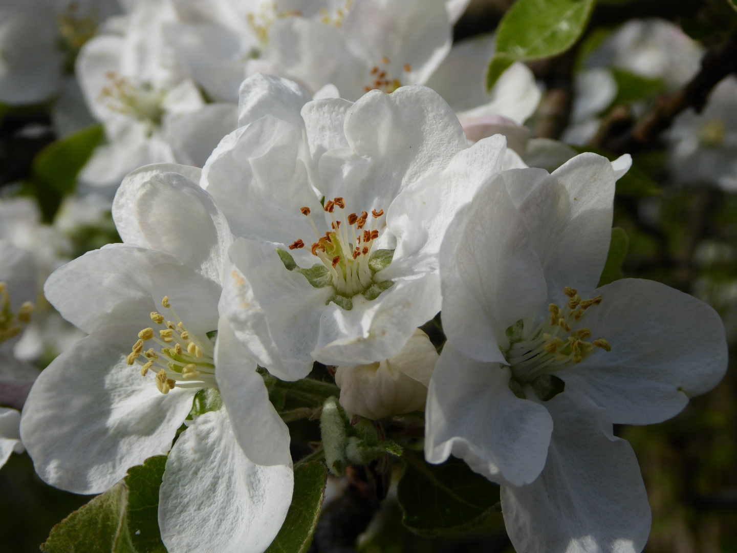 Apfelblüte