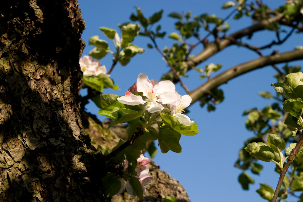 Apfelblüte