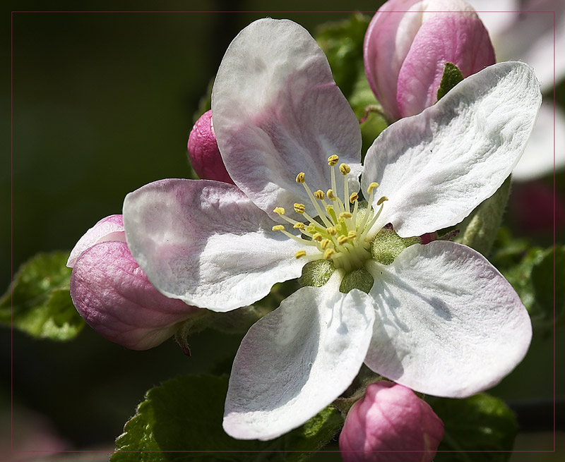 Apfelblüte