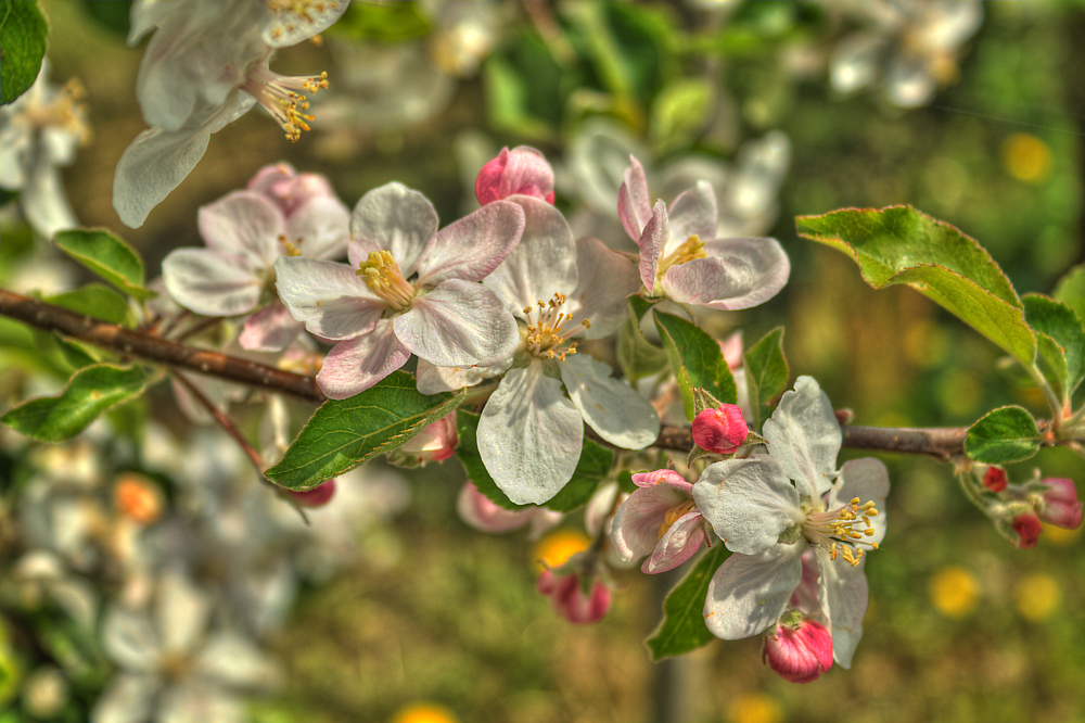 Apfelblüte