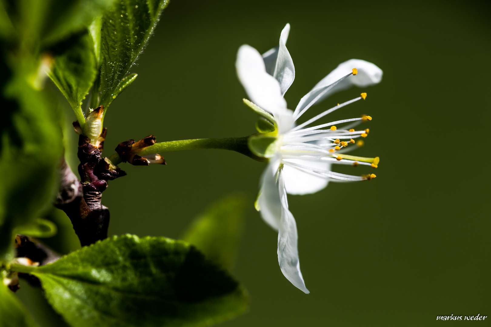 Apfelblüte