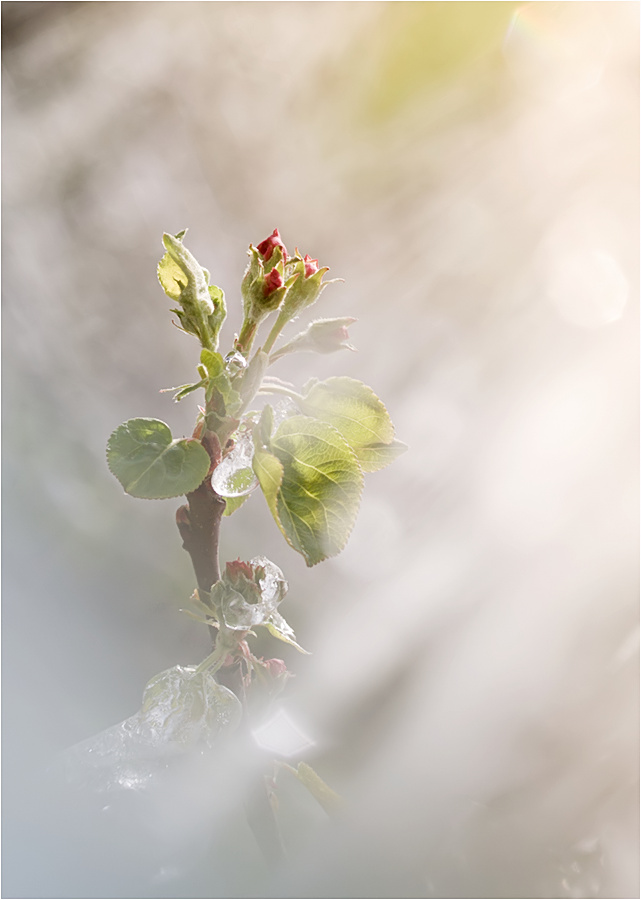 Apfelblüte