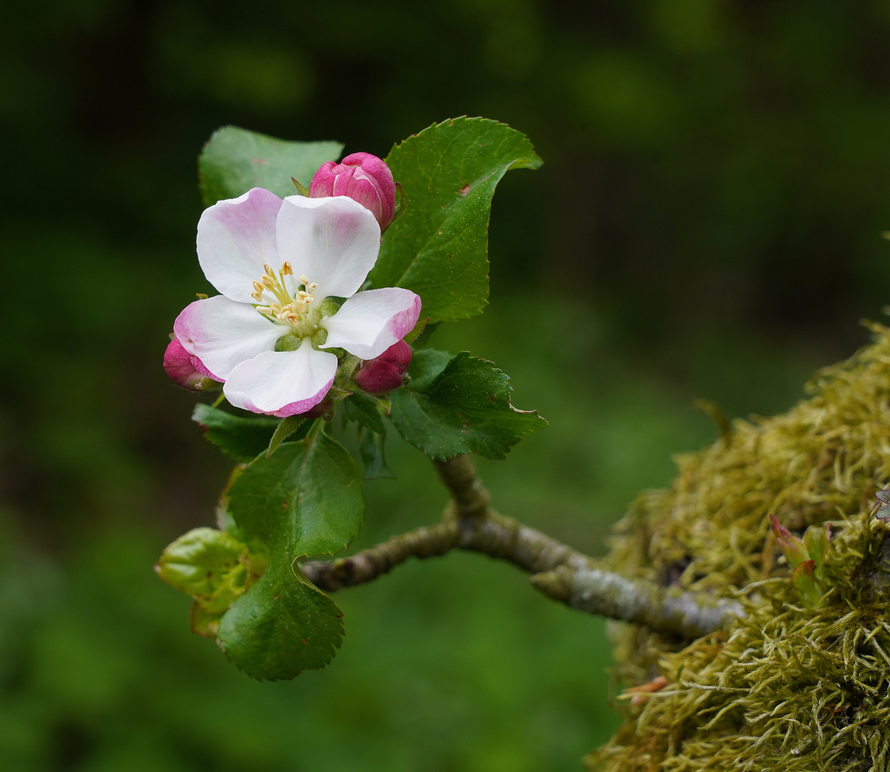 Apfelblüte