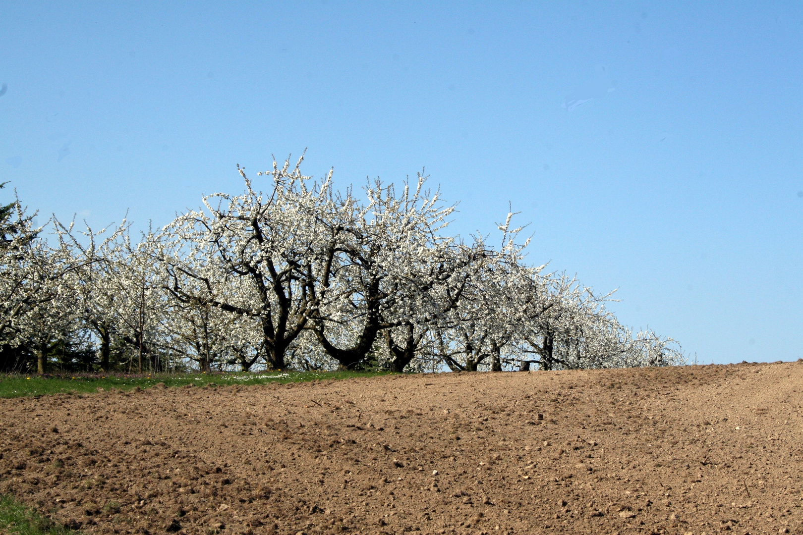 apfelblüte