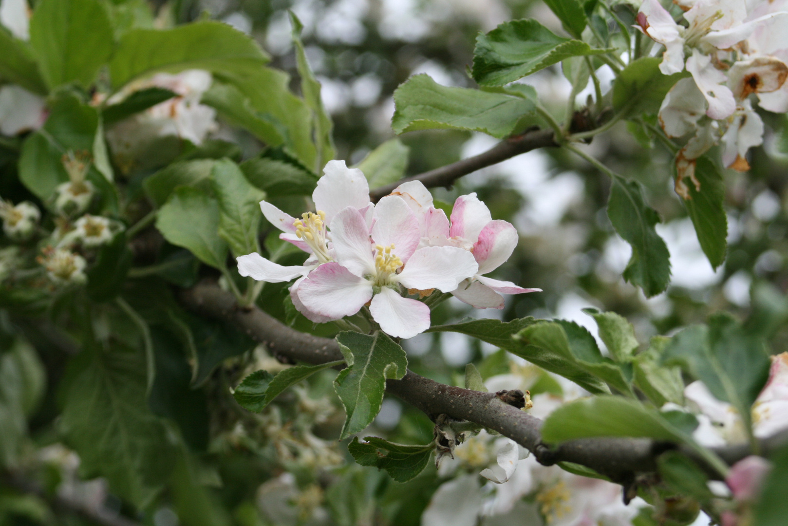 * Apfelblüte *