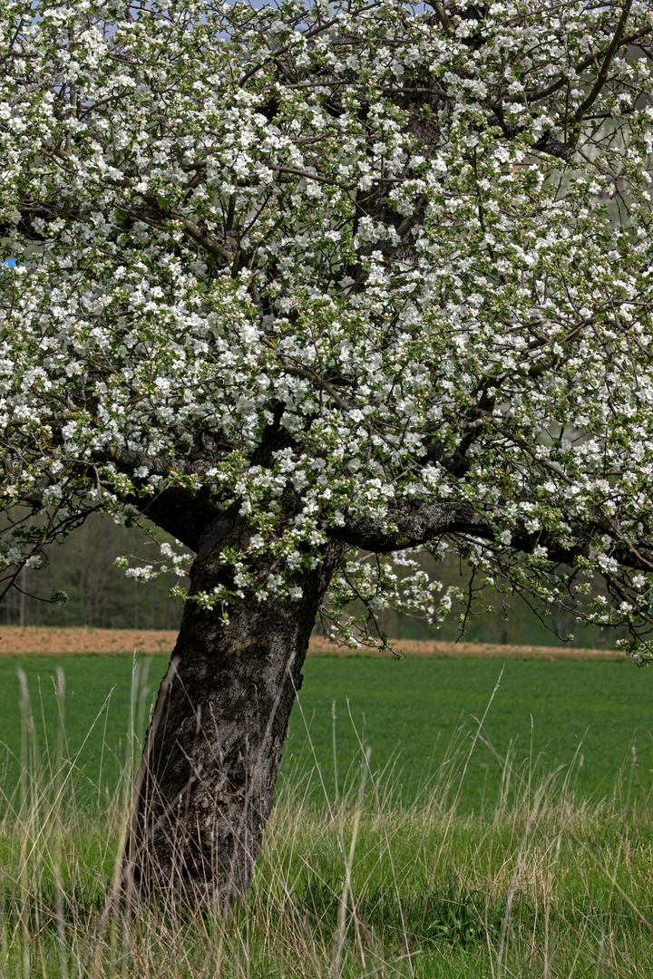 Apfelblüte