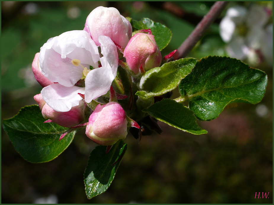 Apfelblüte