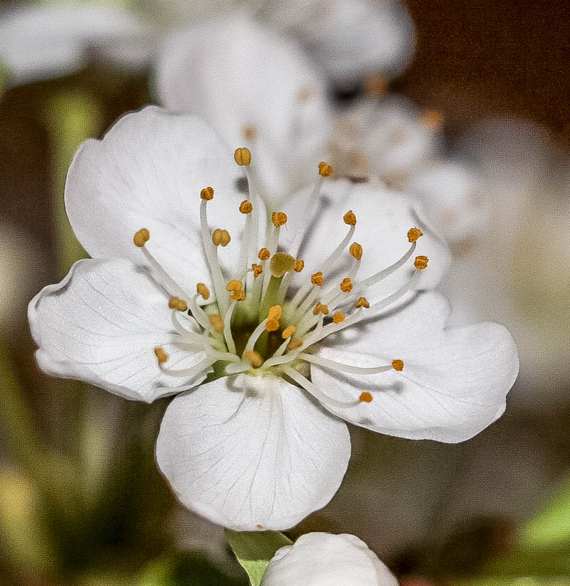 Apfelblüte