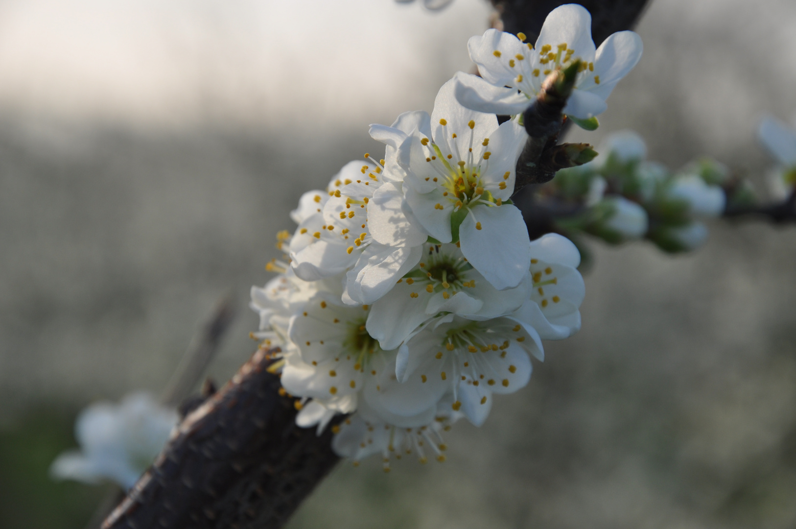 Apfelblüte