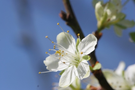 Apfelblüte