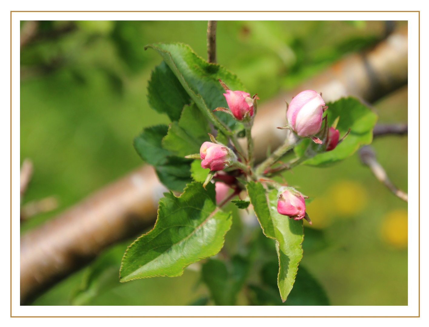 Apfelblüte ... 