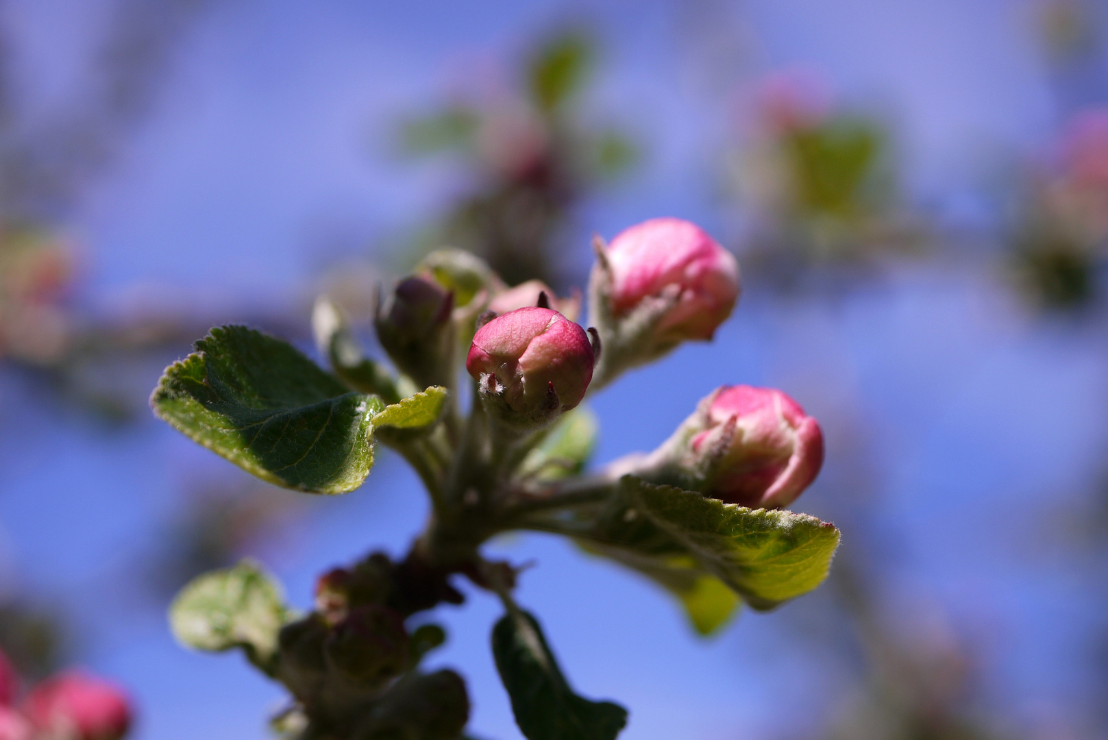 Apfelblüte