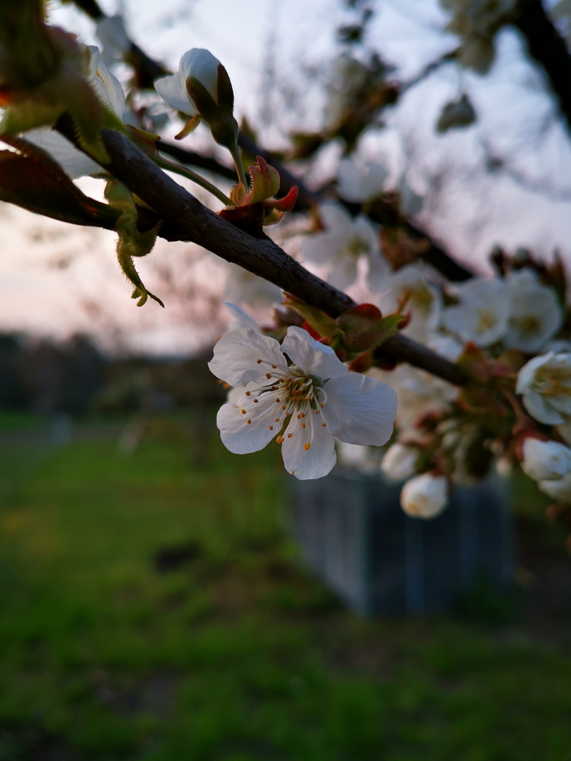 Apfelblüte