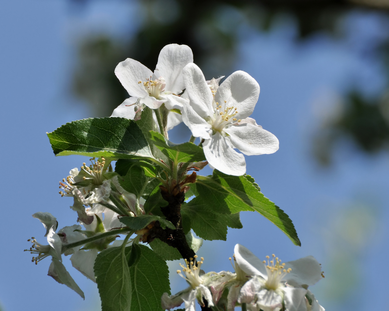 Apfelblüte