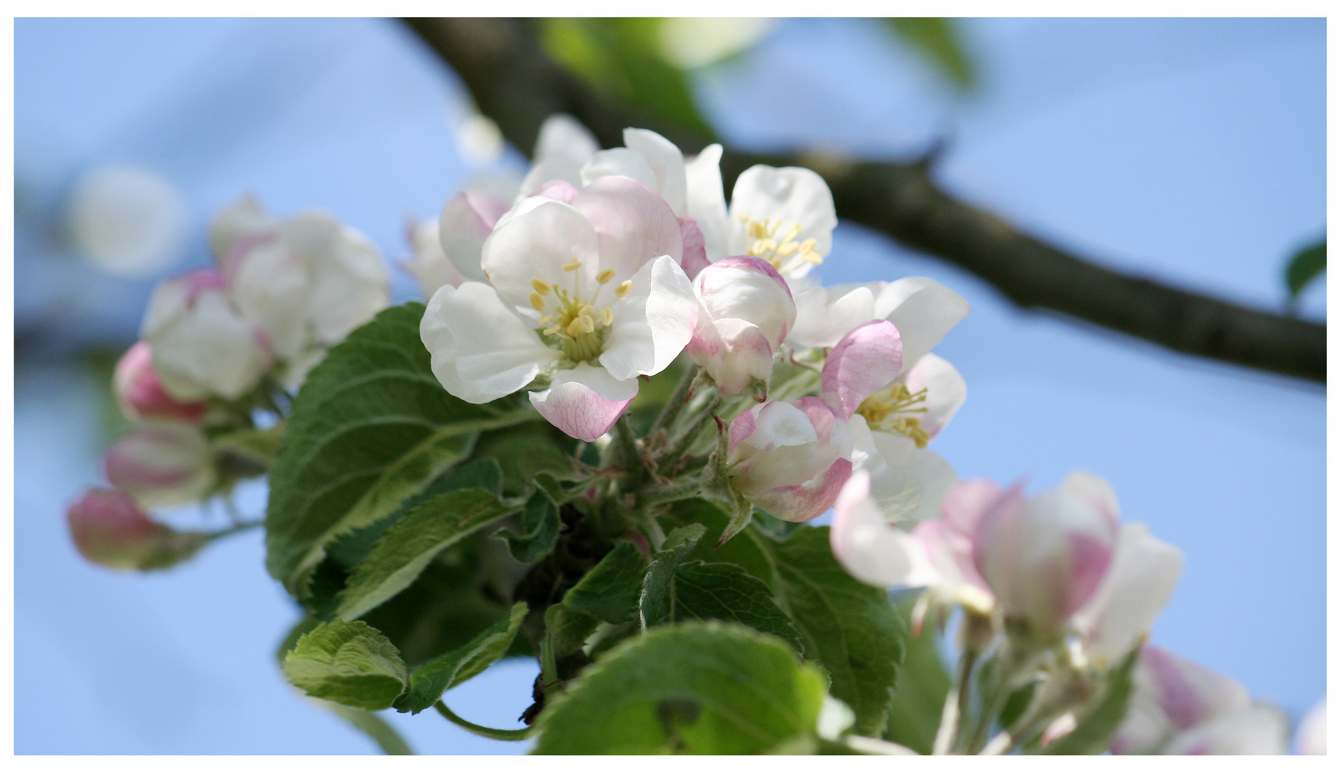 Apfelblüte