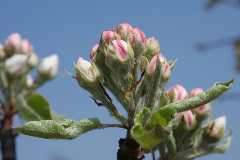 Apfelblüte