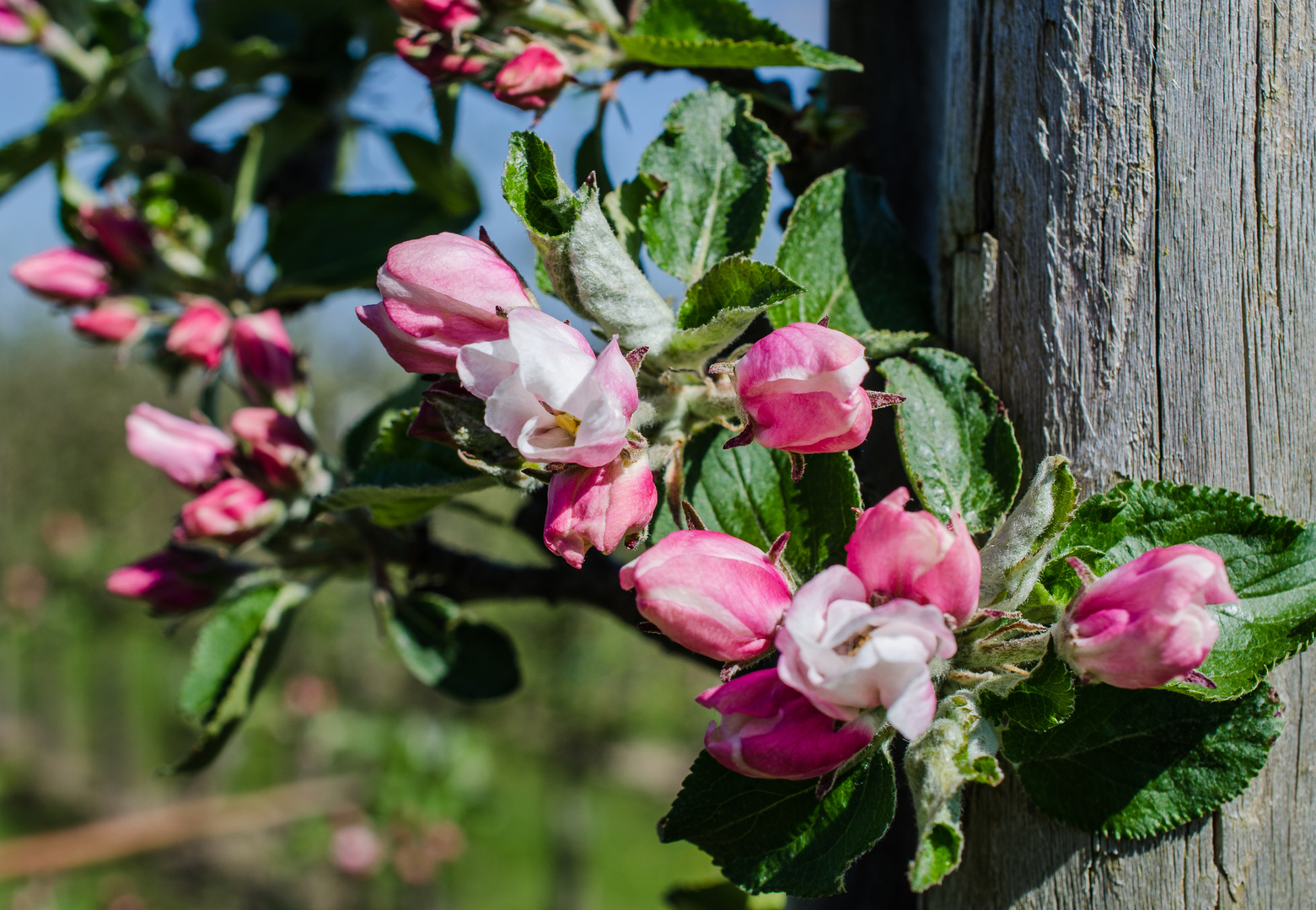 Apfelblüte