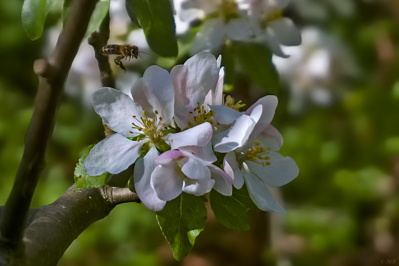 Apfelblüte