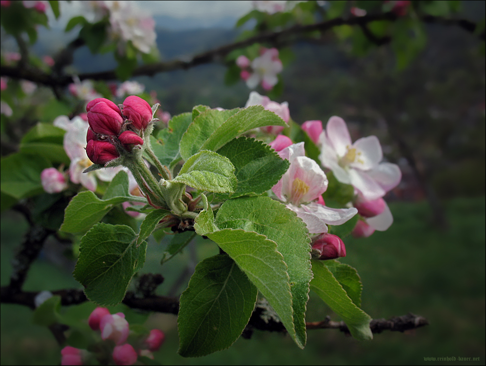 Apfelblüte