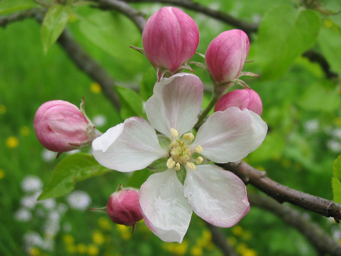 Apfelblüte