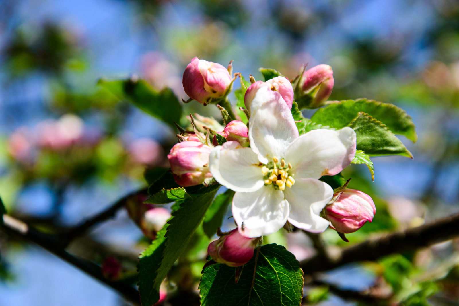 Apfelblüte