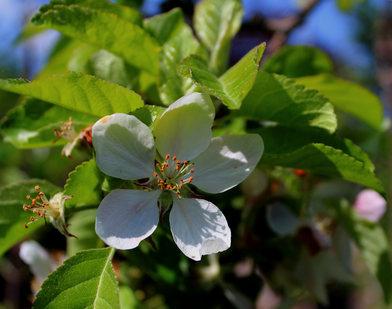 Apfelblüte ...