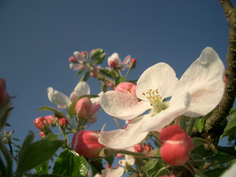 Apfelblüte