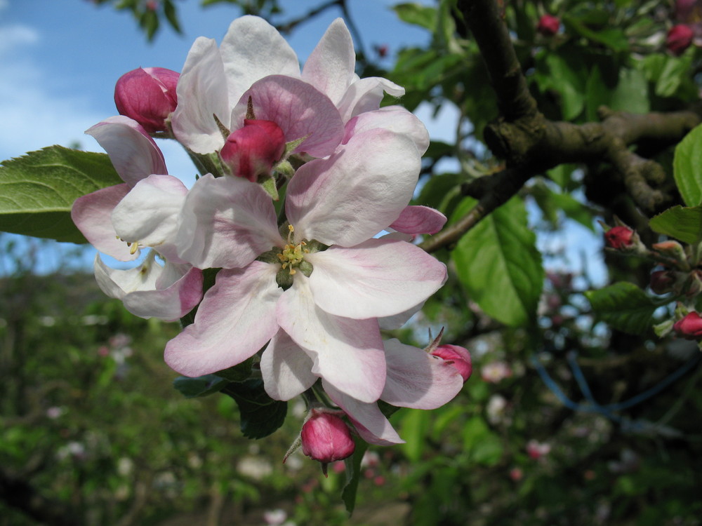 Apfelblüte...