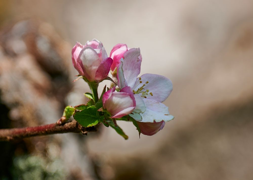 Apfelblüte