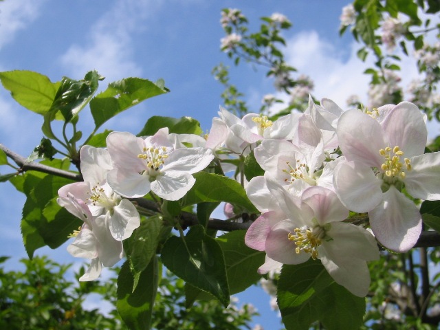 Apfelblüte