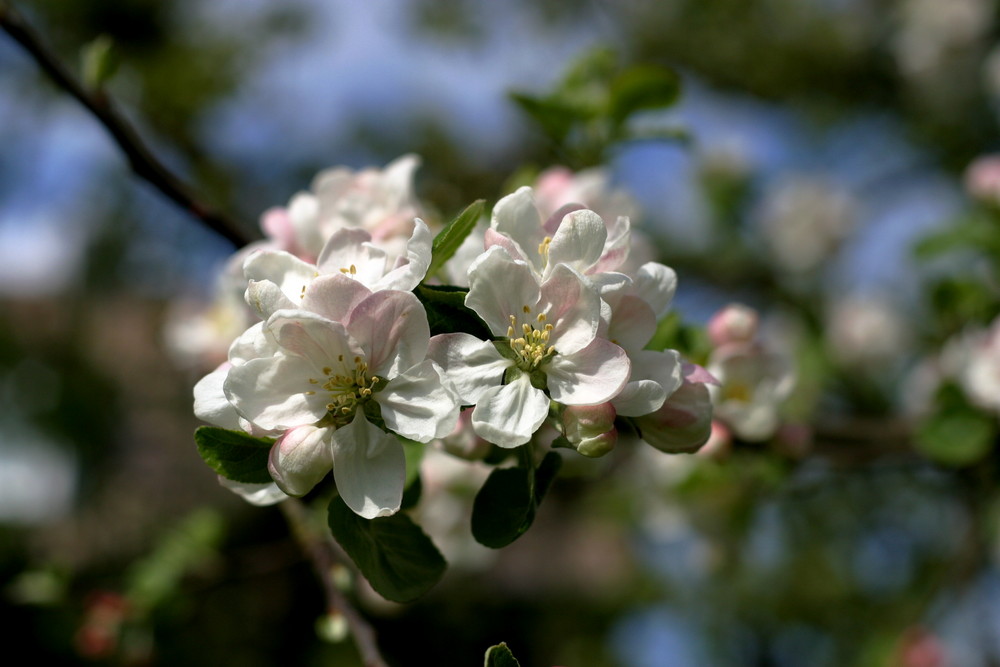 Apfelblüte