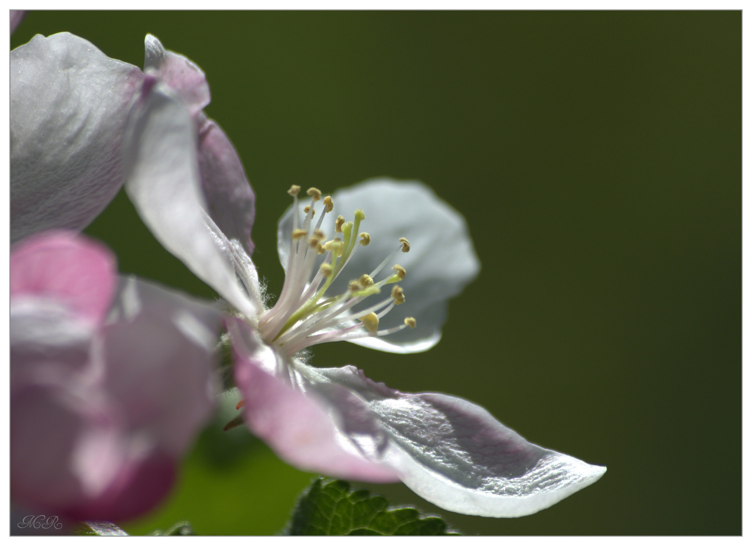 Apfelblüte