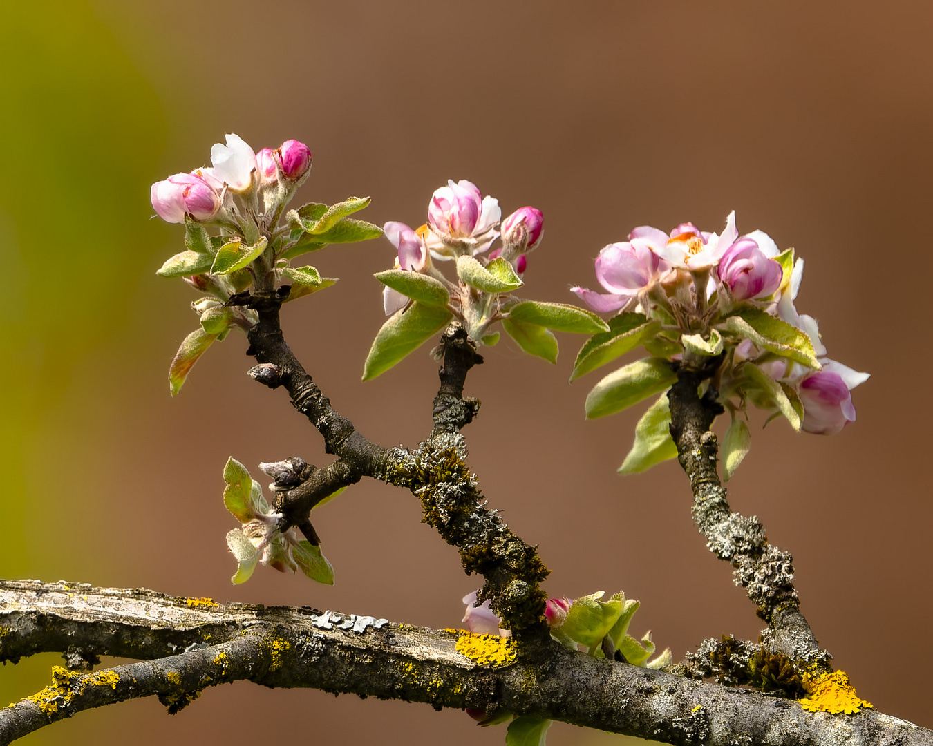 Apfelblüte