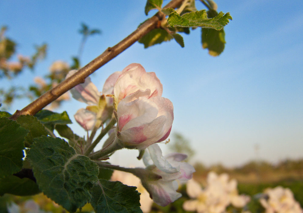 Apfelblüte