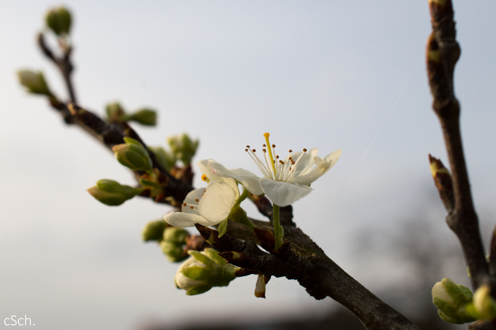 Apfelblüte