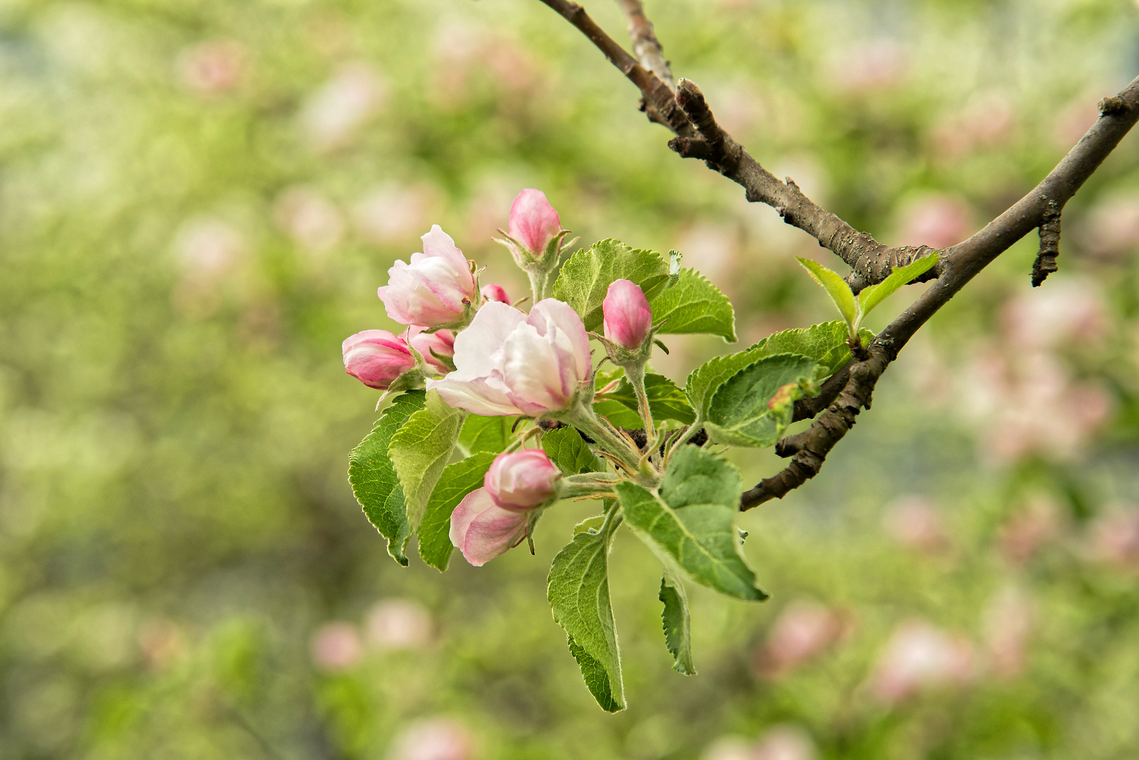 apfelblüte