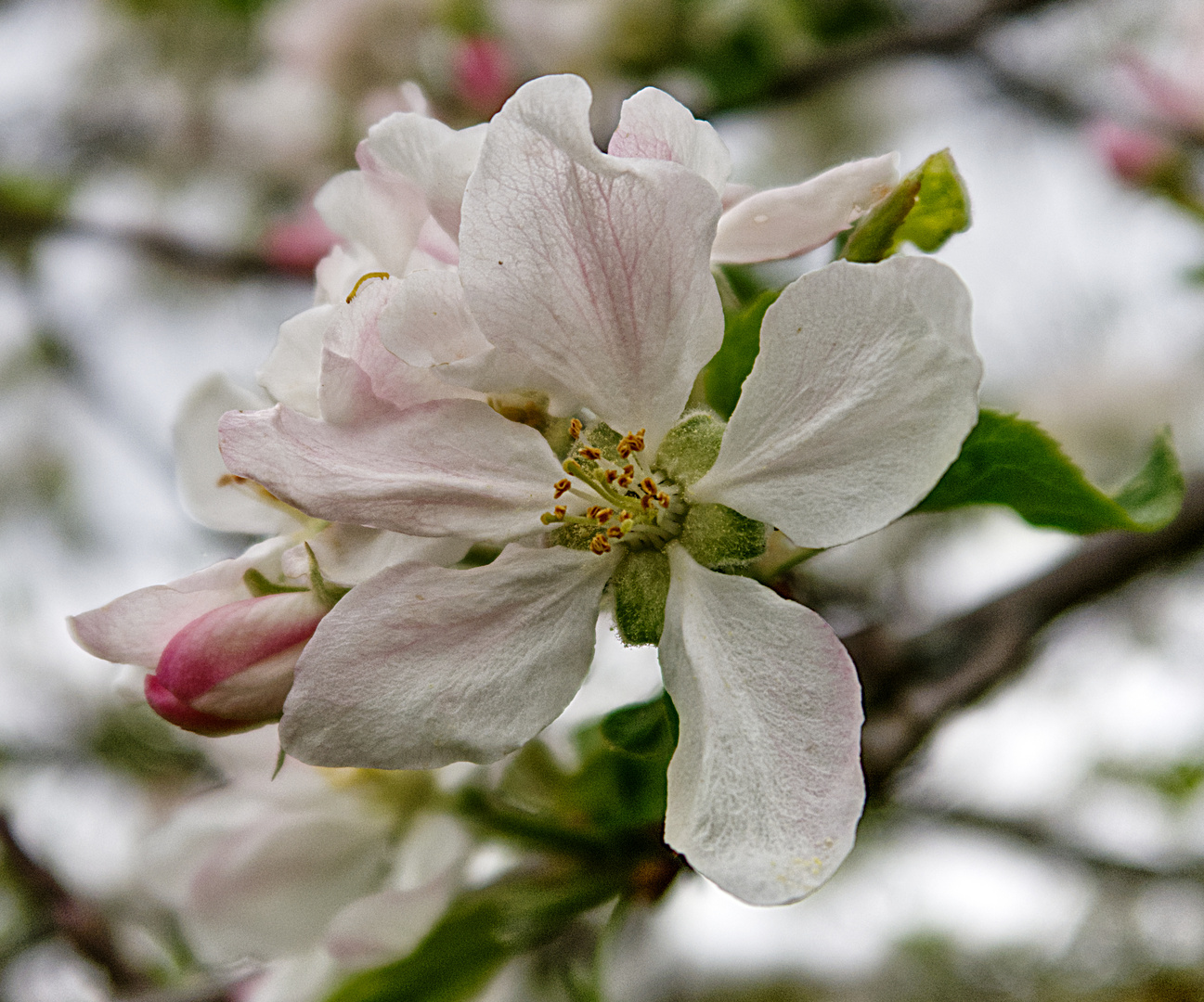 Apfelblüte