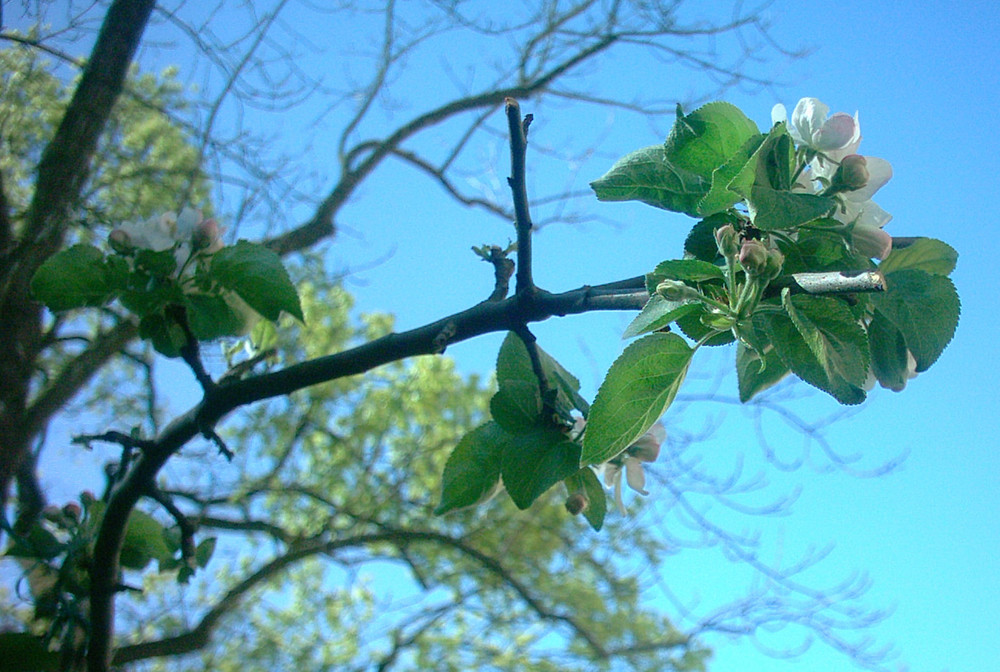 Apfelblüte