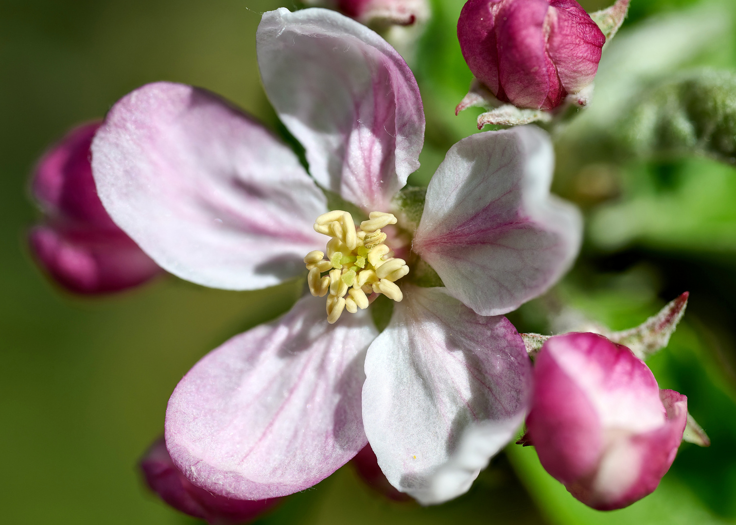 Apfelblüte