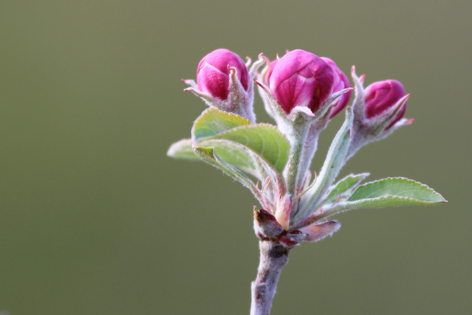 Apfelblüte