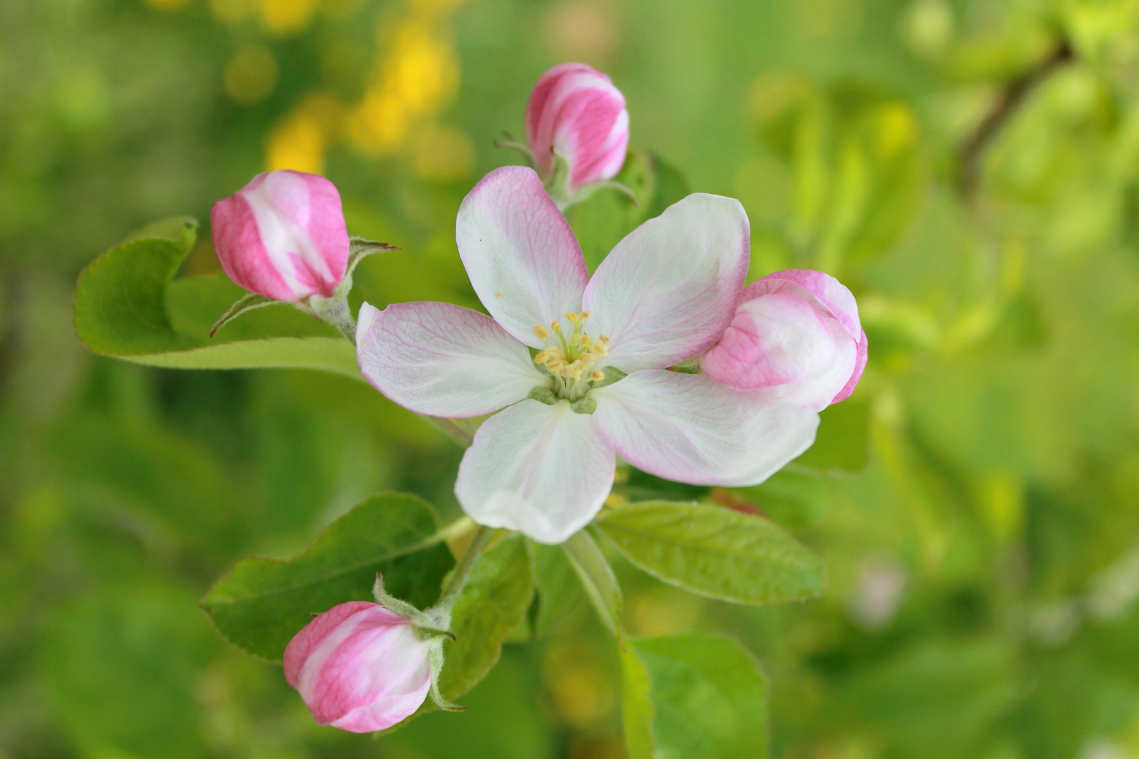 Apfelblüte