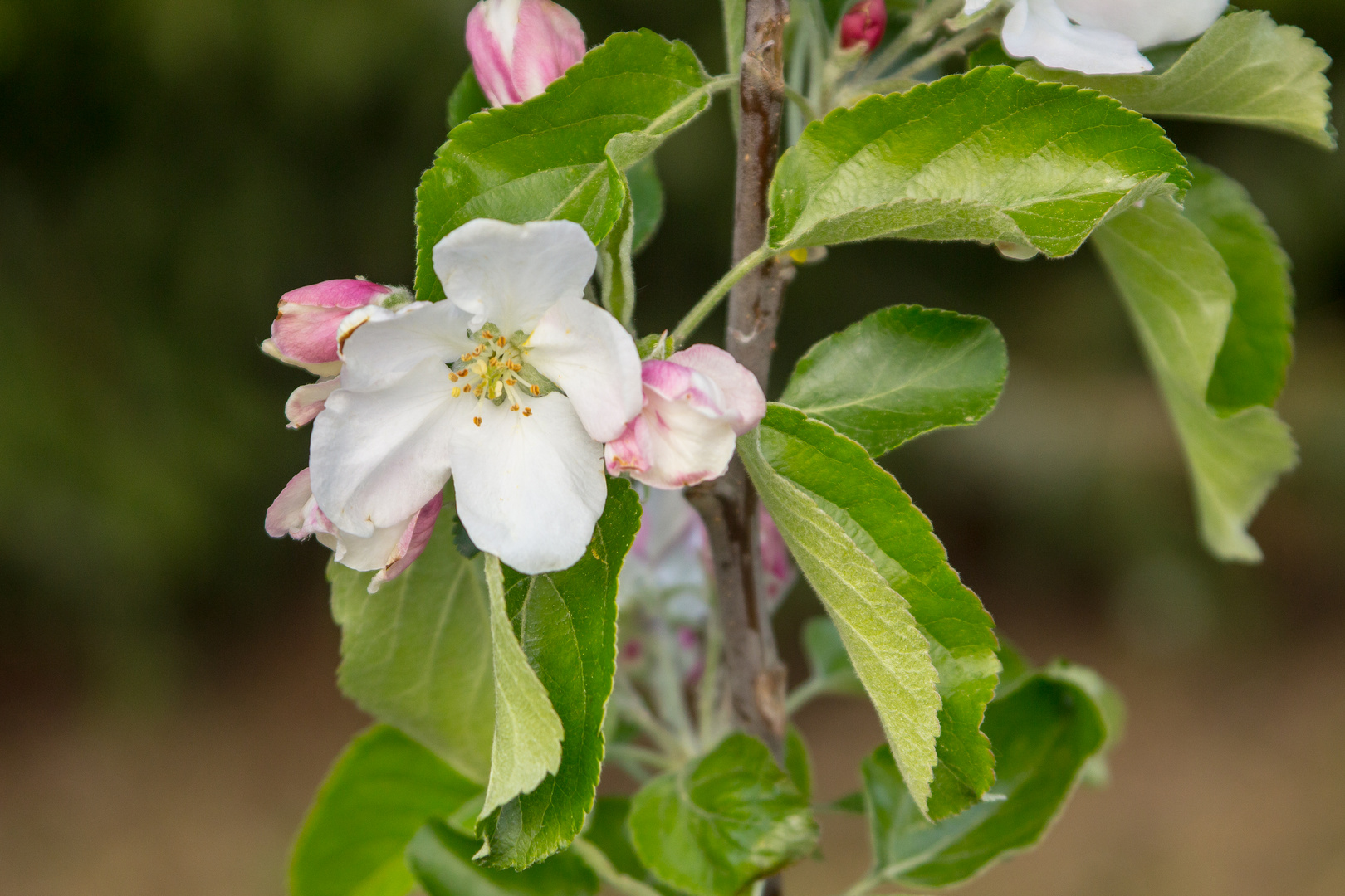 Apfelblüte