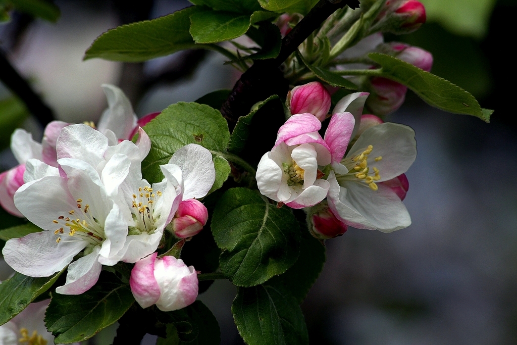 Apfelblüte